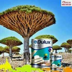 SƠN PHỦ NỘI THẤT DULUX HUẾ